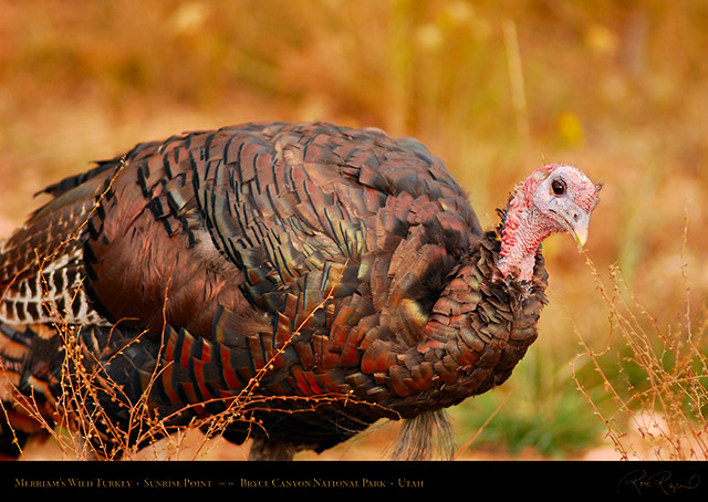 Wild_Turkey_Bryce_Canyon_1768