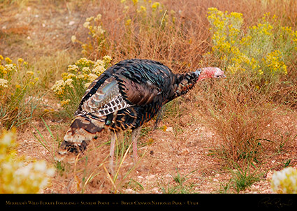 Wild_Turkey_Bryce_Canyon_1769