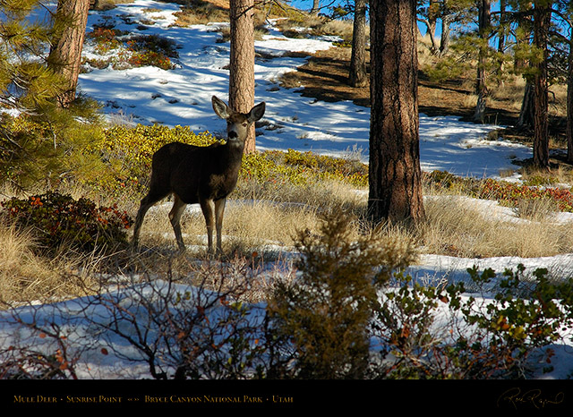 Mule_Deer_Bryce_Canyon_5428