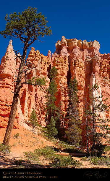 Bryce_Canyon_Hoodoos_Queens_Garden_6731