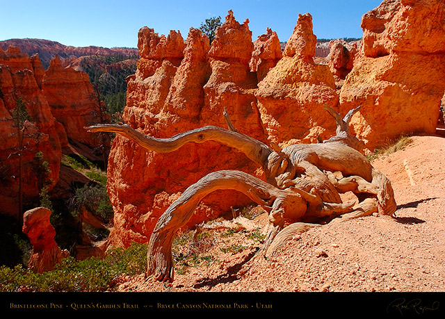 Bryce_Canyon_Bristlecone_Pine_Queens_Garden_6716