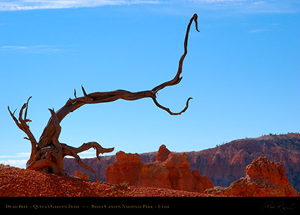 Bryce_Canyon_Dead_Tree_Queens_Garden_6700