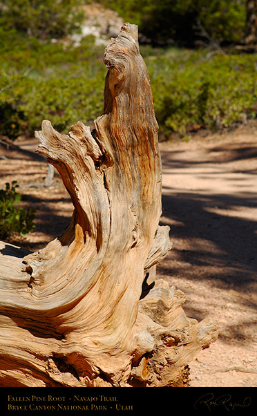 Bryce_Canyon_Fallen_Pine_Root_Navajo_Trail_X2048