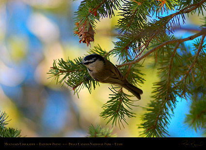 Mountain_Chickadee_Bryce_Canyon_0532