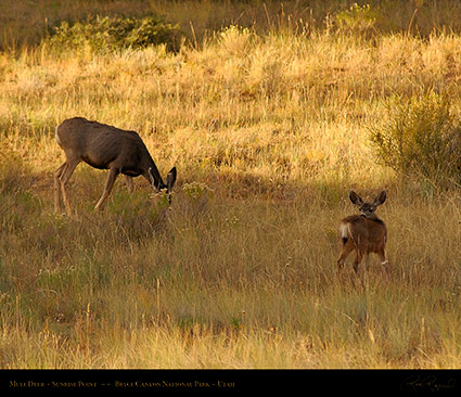 Mule_Deer_Bryce_Canyon_1777