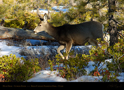 Mule_Deer_Bryce_Canyon_5437