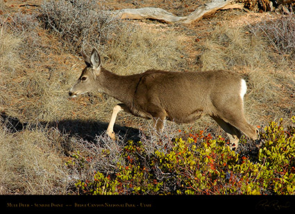 Mule_Deer_Bryce_Canyon_5444
