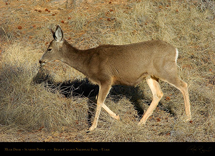 Mule_Deer_Bryce_Canyon_5445