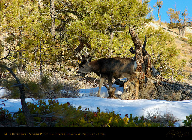 Mule_Deer_Fawn_Bryce_Canyon_5441