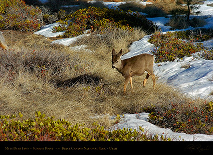 Mule_Deer_Fawn_Bryce_Canyon_5450