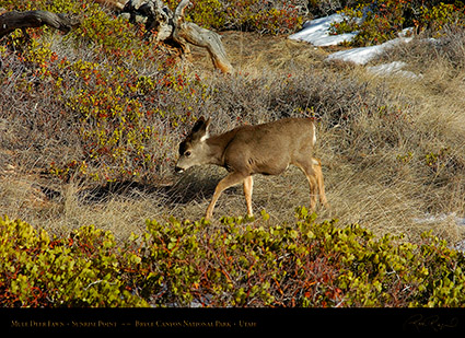 Mule_Deer_Fawn_Bryce_Canyon_5451