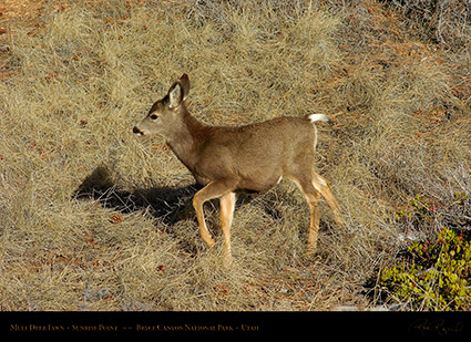 Mule_Deer_Fawn_Bryce_Canyon_5453