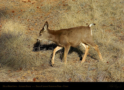Mule_Deer_Fawn_Bryce_Canyon_5454