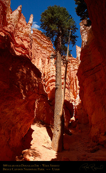 Bryce_Canyon_Douglas_Fir_Wall_Street_6762