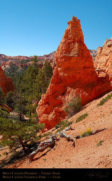 Bryce_Canyon_Hoodoo_Navajo_Trail_X2063