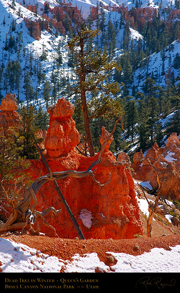Bryce_Canyon_Dead_Tree_Queens_Garden_5323