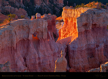 Bryce_Canyon_Iridescent_Fin_at_Sunrise_X1926