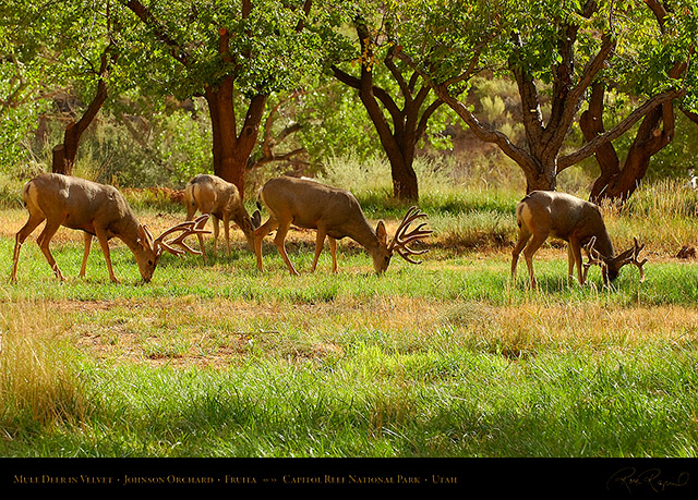 Mule_Deer_in_Velvet_Capitol_Reef_7276