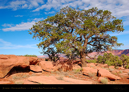 Juniper_Panorama_Point_Capitol_Reef_5789