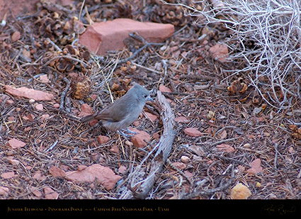 Juniper_Titmouse_Capitol_Reef_1368