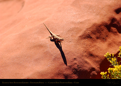 Plateau_Lizard_Capitol_Reef_1372