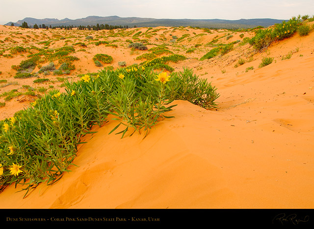 Coral_Sands_Dune_Sunflowers_X2390