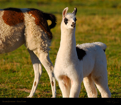 Llama_Juvenile_Loa_Utah_1293