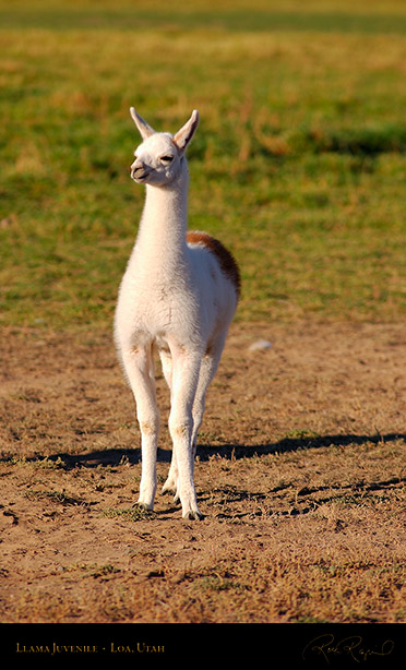 Llama_Juvenile_Loa_Utah_1309