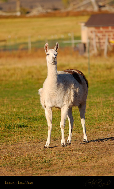 Llama_Loa_Utah_1285