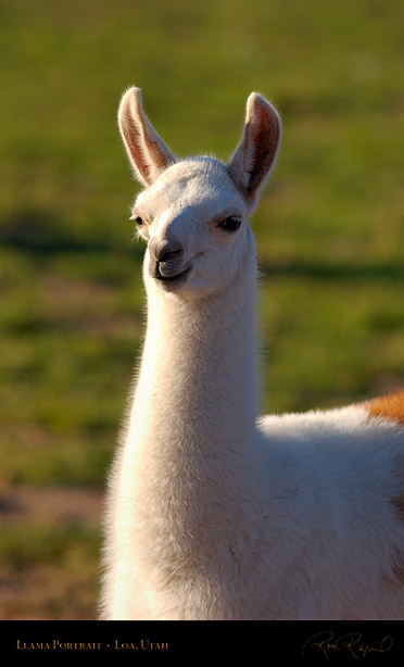 Llama_Portrait_Loa_Utah_1308