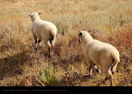 Sheep_Boulder_Mountain_0414