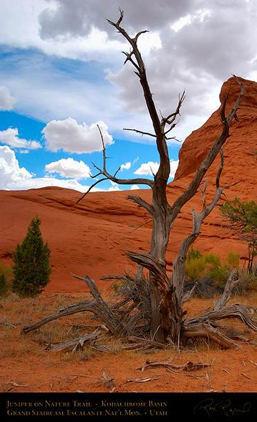Juniper_Nature_Trail_Kodachrome_Basin_6930
