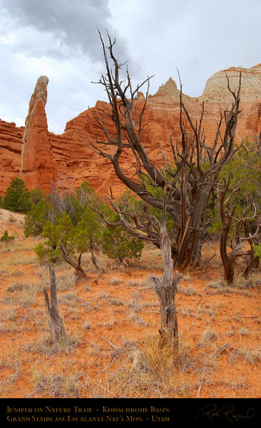 Juniper_Nature_Trail_Kodachrome_Basin_6936