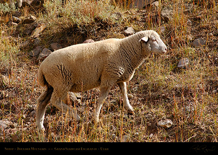 Sheep_Boulder_Mountain_0417