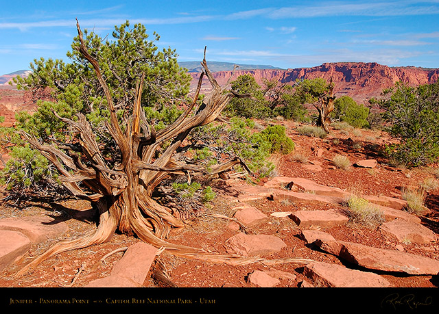 Juniper_Panorama_Point_Capitol_Reef_5791