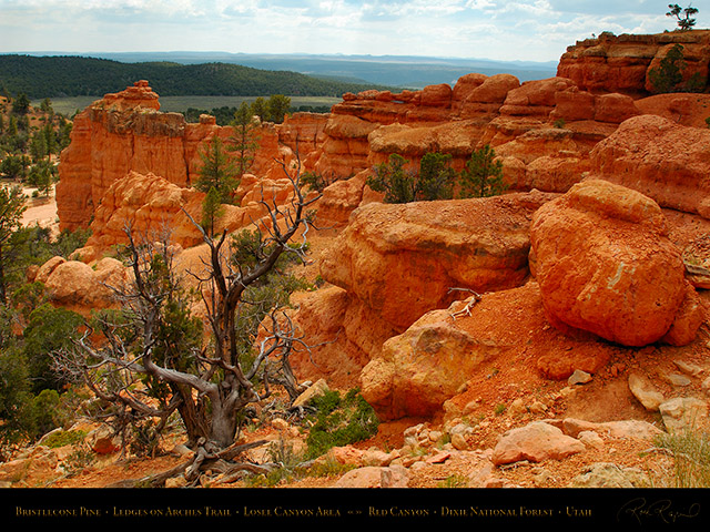 Red_Canyon_Bristlecone_Pine_Arches_Trail_X2307