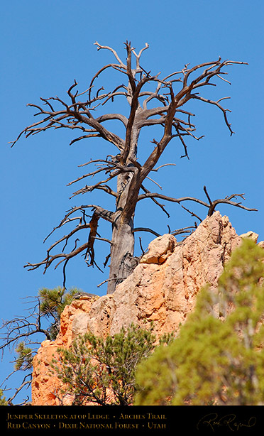Red_Canyon_Juniper_Skeleton_Arches_Trail_0755