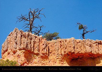 Red_Canyon_Junipers_Arches_Trail_0707