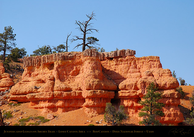 Red_Canyon_Junipers_Arches_Trail_0732