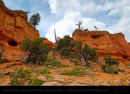 Red_Canyon_Junipers_Arches_Trail_X2309
