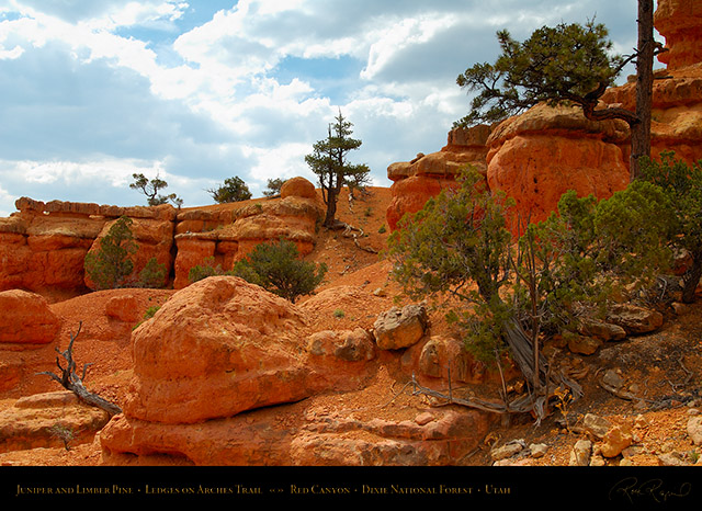 Red_Canyon_Ledges_Arches_Trail_X2305