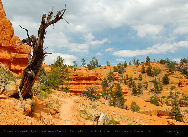 Red_Canyon_Limber_Pine_Red_Queen_Arches_Trail_X2312