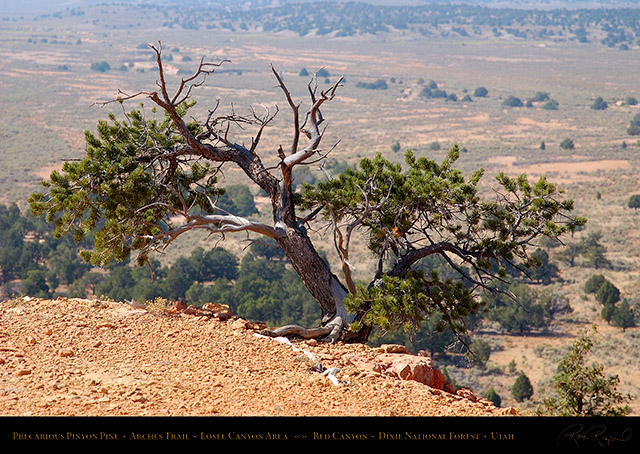 Red_Canyon_Precarious_Pinyon_Pine_Arches_Trail_0761