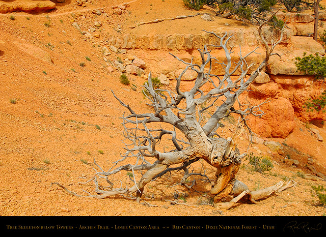 Red_Canyon_Tree_Skeleton_Arches_Trail_X2320