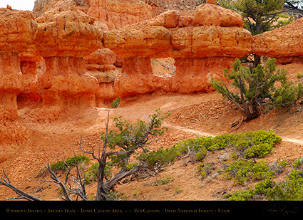 Red_Canyon_Windows_Arches_Trail_X2349