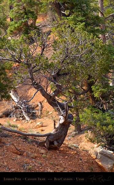 Red_Canyon_Limber_Pine_Cassidy_Trail_X2201