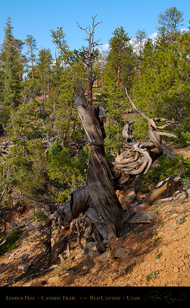 Red_Canyon_Limber_Pine_Cassidy_Trail_X2205