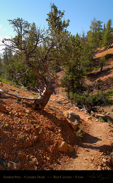 Red_Canyon_Limber_Pine_Cassidy_Trail_X2239