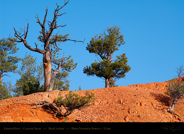 Red_Canyon_Limber_Pines_Cassidy_Trail_X2172