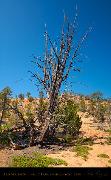 Red_Canyon_Tree_Skeleton_Cassidy_Trail_X2237